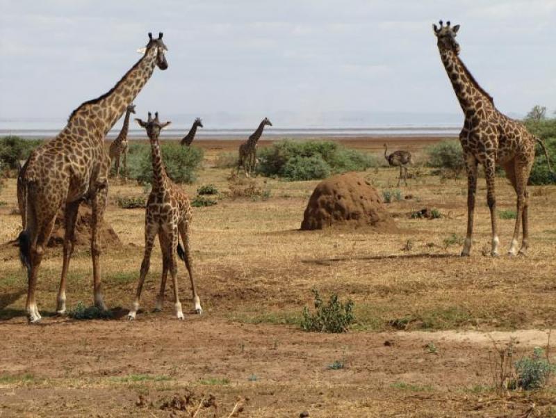 giraffes-344020_960_720.jpg
