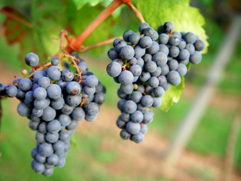 grapes-1717387_960_720.jpg