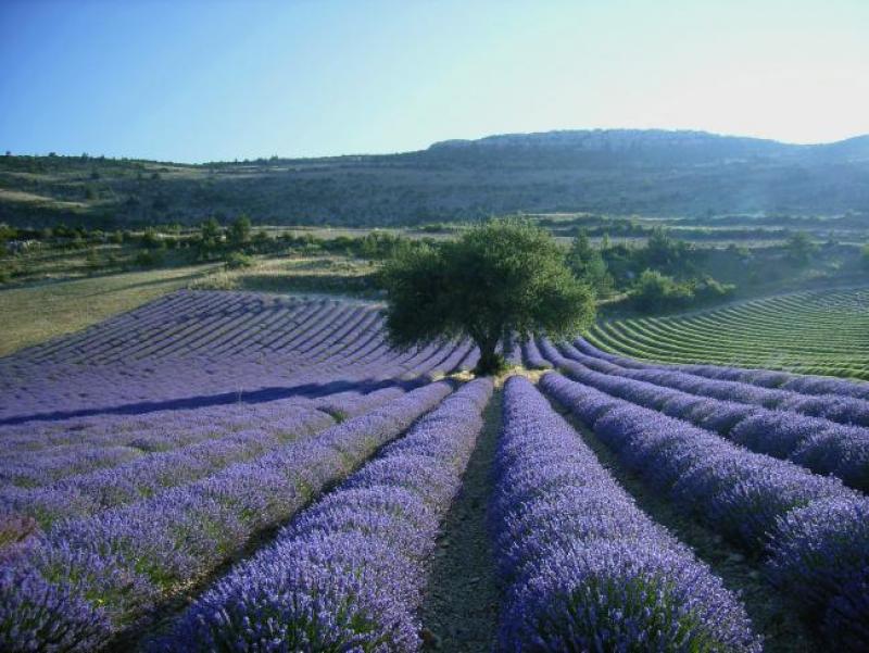 grasse.jpg