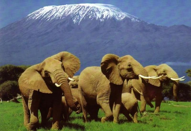 kenya-5-days-and-4-nights-tree-safari-private-luxury-safari-only-you-and-your-group-1.jpg