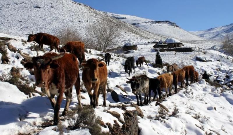 khadija-lesotho-subbedM.jpg