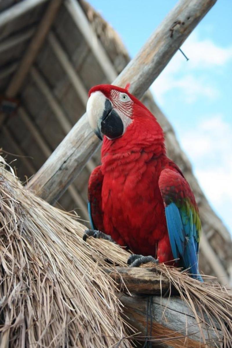parrot-537091_960_720.jpg