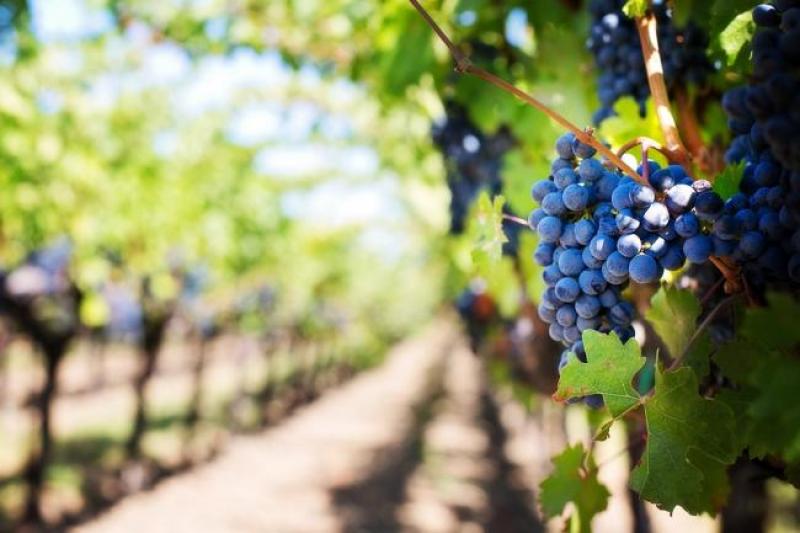 purple-grapes-553463_960_720.jpg