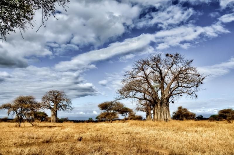 Güney Afrika Yerlileri