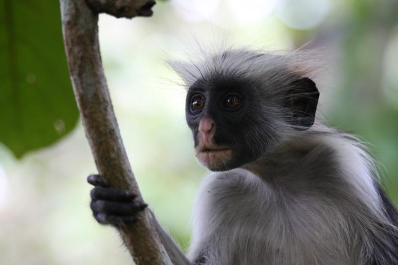 Figen G. Letaconnoux: "Afrika benim için, yerleşip içinde yaşamaya başlayana kadar tam bir muammaydı..."