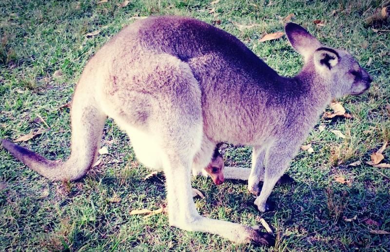 Uzaktaki Minik Kız: "Ülkesini çok seven ve özleyen yine de bu hayat tecrübesini yaşamlarına eklemek isteyen iki insan olarak kendimizi Avustralya’da bulduk."