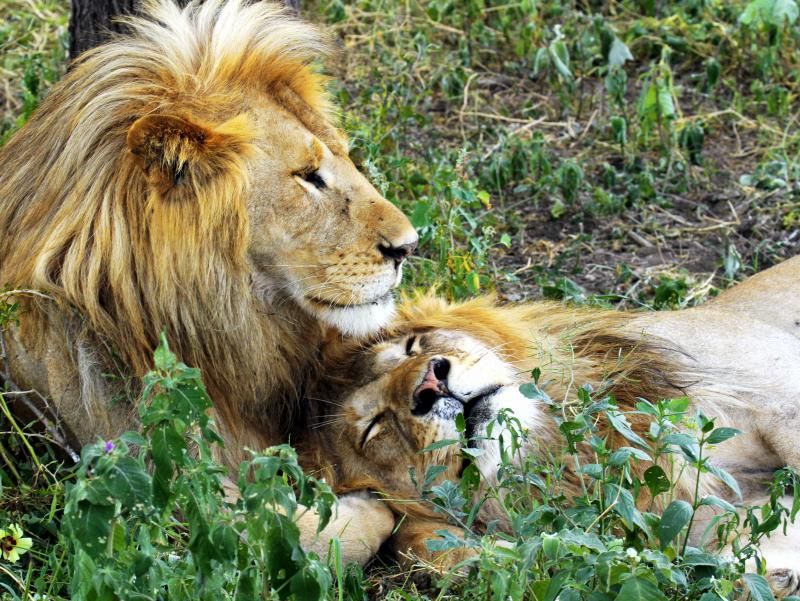 İbrahim Temo:"Sizden binlerce kilometre ötede insanlar var, sizin gibi nefes alıyorlar, sabah uyanıyorlar, akşam uyuyorlar ama bu hayatı sizden farklı yaşıyorlar. "