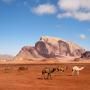camels-in-wadi-rum-jordan-014.jpg 
