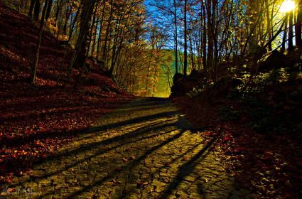 Renk Kartelyası (Yedigöller) 