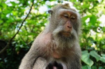 Monkey Forest&#039;te (Ubud) çektiğim fotoğraflar arasında en sevdiğim 