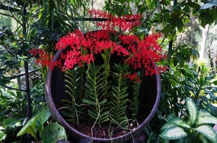 Singapur Ulusal Orkide Bahçesi her mevsim ayrı renk ve güzelliklerde! 