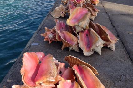 İçini afiyetle yiyip dışını da satarız, gel vatandaş, Bahama kokoreci bunlar, derya kuzusu... 