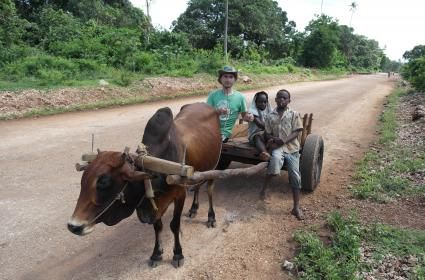 Zanzibar Adası&#039;nda kaldığım Pongwe Beach Oteli&#039;nden... Adadaki Jozani Ormanı&#039;na giderken yolda karşılaştığım, taşımacılıkta kullanılan hörgüçlü öküzün çektiği arabada çocuklarla birlikteyim. (03.04.2014) 