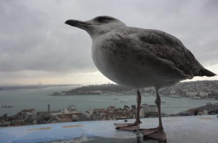 Galata Kulesi&#039;nde fotoğraf çekerken baktım martı poz veriyor kaçırmayayım dedim 