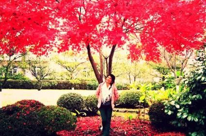 Kış günü baharı yaşatan Japon Sakura (kiraz) Ağaçları 