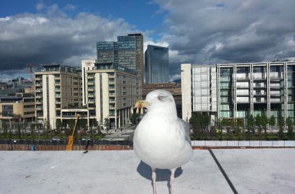 Rüzgar, martı ve opera binası 