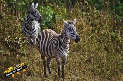 Tanzanya&#039;da Safari 