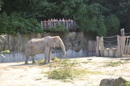 Viyana Hayvanat Bahçesi 