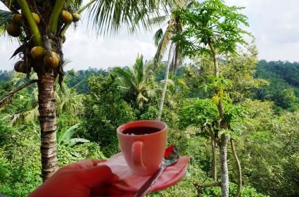 biraz da Luwak Kahvesi içelim, buyrun şöyle 