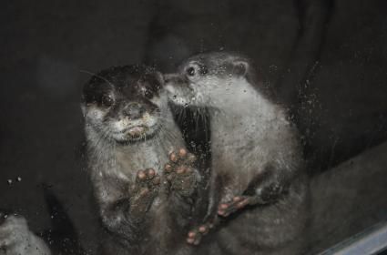 Belgrad Hayvanat Bahçesi&#039;nde yakaladığım sevimli kare 