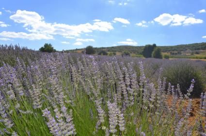 Kuyucak Köyü Lavanta Tarlaları 