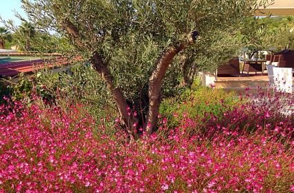 Hani yeni aşık olmuş da ürkek mahçup özlermiş gibi... 