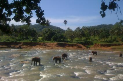 2008 - Fillerin banyo vakti 