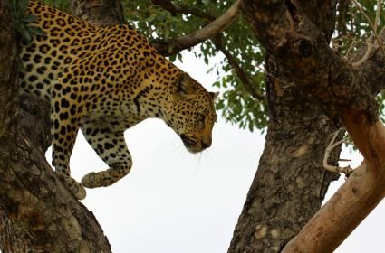 Güney Afrika&#039;da, leoparın peşinde 