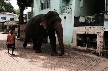 Pinnawala Fil Yetimhanesi 