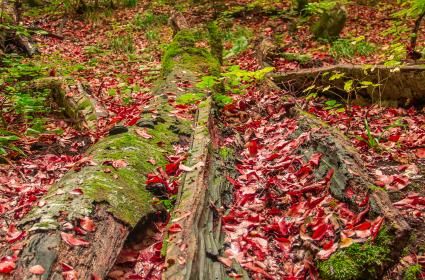 Yedigöller&#039;de sonbahar 