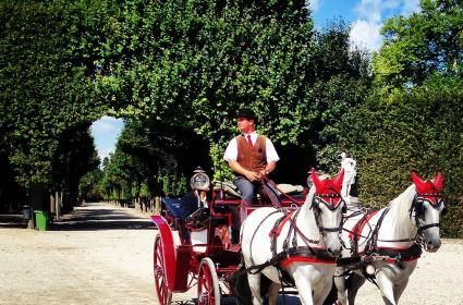 Schönbrunn Sarayı bahçesi 