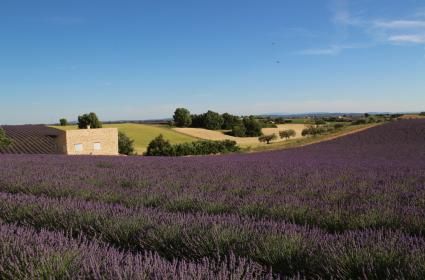 PROVENCE LAVANTA BAHÇELERİNE BEN DE GİTTİM 
