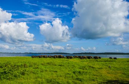 Sri Lanka&#039;da Yapılacak 14 Şey 