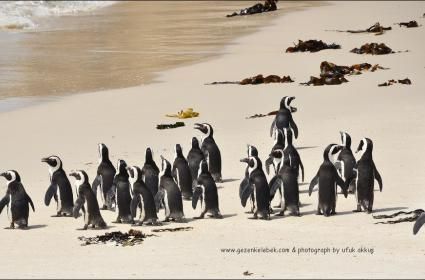 Birbirinden Güzel Fotoğraflarla Cape Town Gezisi  Birbirinden Güzel Fotoğraflarla Cape Town Gezisi