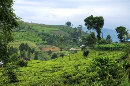Mutlu İnsanlar Ülkesi Sri Lanka: Kandy ve Nuwara Eliya 