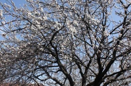 Mutlu İnsanlar Ülkesi Sri Lanka: Nuwara Eliya – Yala Yolu 