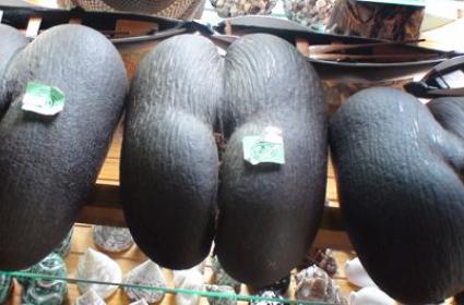 Praslin ve Coco De Mer 