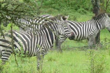 Mburo Gölü, Entebbe ve Kampala 
