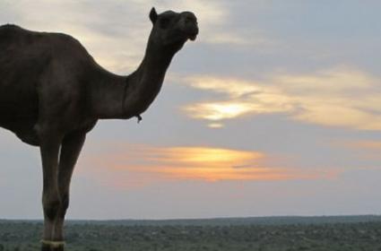 Büyük Thar Çölünde Bir Gece, Jaisalmer  Büyük Thar Çölünde Bir Gece, Jaisalmer