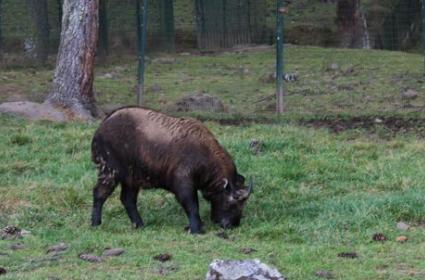 Bhutan&#039;ın Ulusal Hayvanı, Takin 