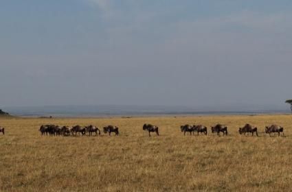 Masai Mara&#039;da Safari