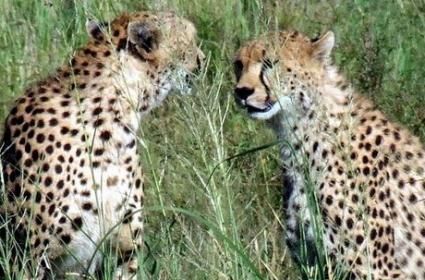 Keşfedilesi Serengeti  Keşfedilesi Serengeti