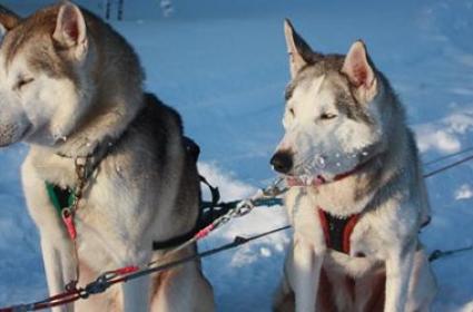 Laponya ve Husky Safarisi Laponya ve Husky Safarisi