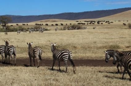 Ngrongoro, Nuh&#039;un Gemisi