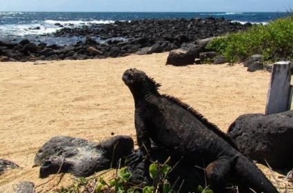 Doğanın Tüm Renklerini Görmek İçin: Galapagos Takımadaları  Doğanın Tüm Renklerini Görmek İçin: Galapagos Takımadaları