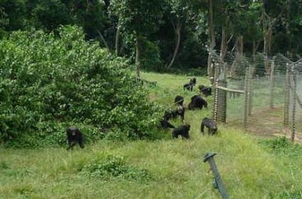 Yağmur Ormanı Adası Ngamba ve Kasubi Kralları 