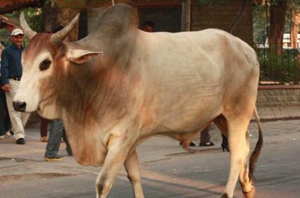 Yeni Delhi'den Manzaralar  Yeni Delhi'den Manzaralar