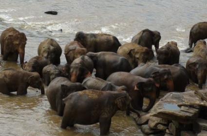 Pinnawala Fil Yetimhanesi