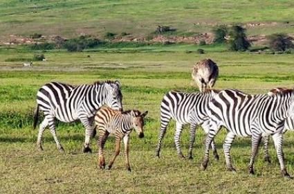 Tanzanya'nın Kuzeyi: Ngorongoro Krateri  Tanzanya'nın Kuzeyi: Ngorongoro Krateri