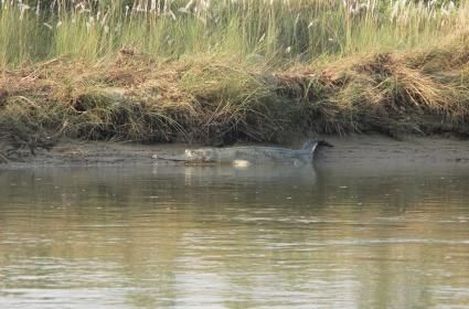 Küçük Gezgin ile Salzburg  Küçük Gezgin ile Salzburg